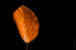 20171110-8353